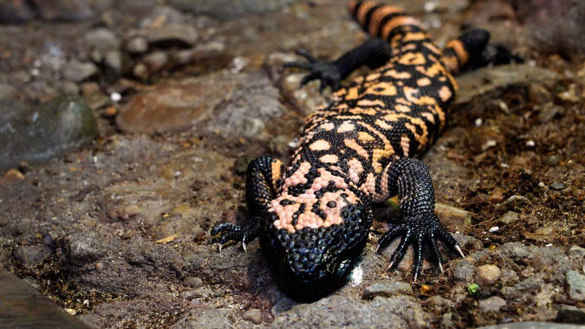 Foto de archivo. Los monstruos de Gila son reptiles venenosos que habitan de forma natural en partes del suroeste de Estados Unidos y zonas vecinas de México.