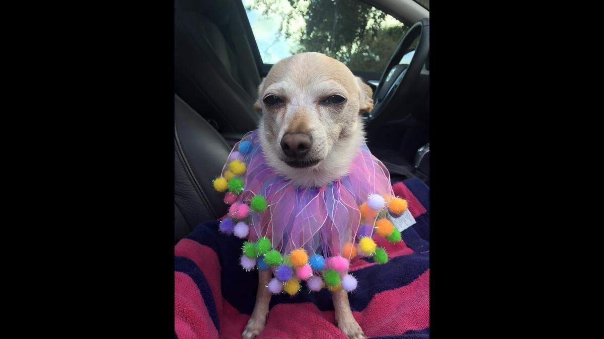 El “perro más viejo del mundo” vive en la Florida. Y tiene nombre de estrella de la música.