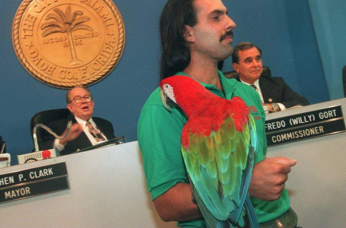 En esta foto del 28 de septiembre de 1995, Eddie Lorenzo, entonces entrenador de animales en Parrot Jungle and Gardens, sostiene a Bert, un guacamayo de alas verdes. Al fondo, a la izquierda, aparecen el alcalde Steve Clark y el comisionado Willie Gort. Parrot Jungle realizó una presentación en la reunión de la Comisión de la Ciudad de Miami.