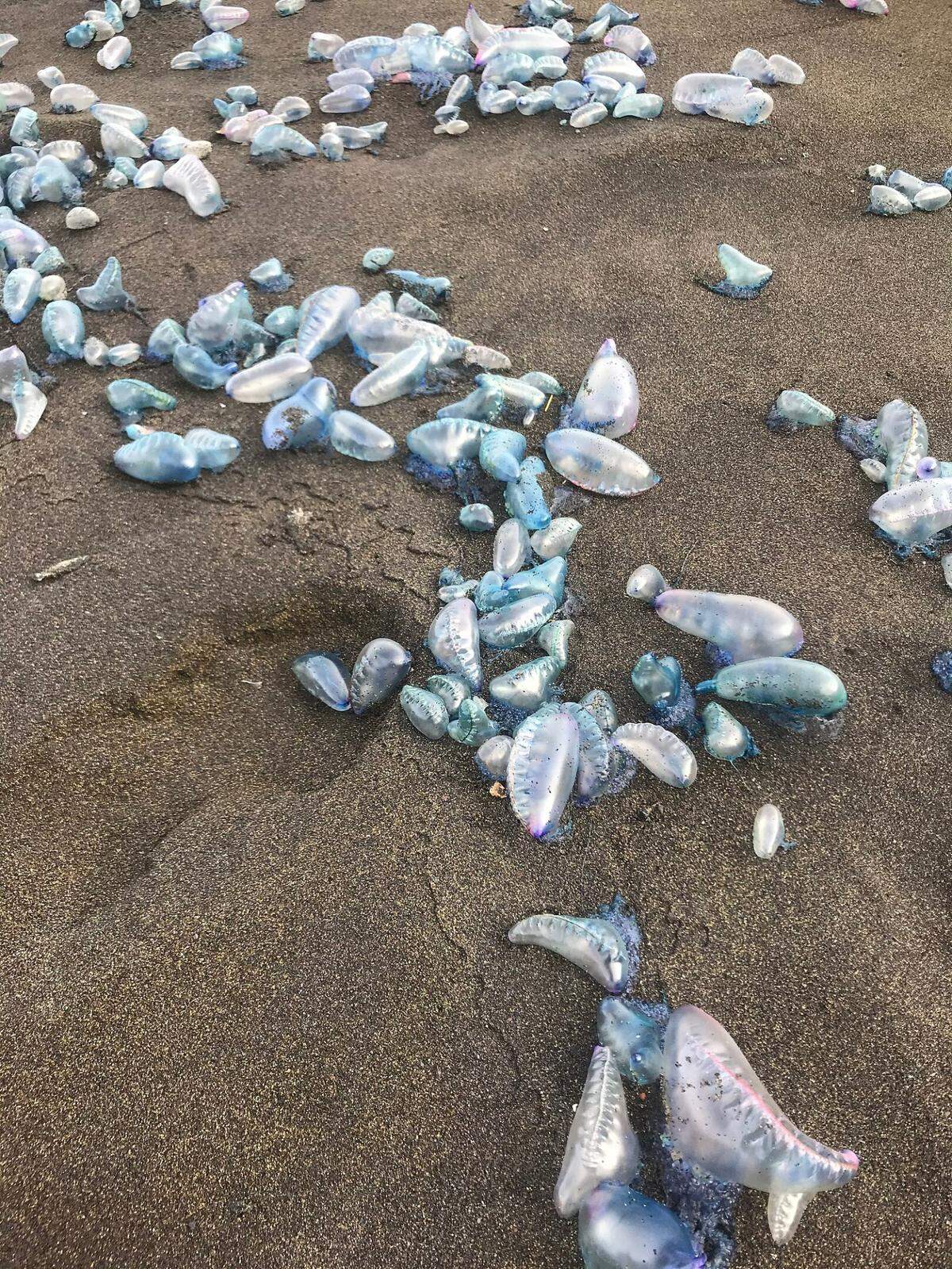 Muchas veces se encuentran en la orilla en grandes grupos. Puede producir&nbsp;parálisis muscular, afectar al sistema nervioso y a los centros respiratorios, y provocar la muerte en dosis altas en los peces que captura.