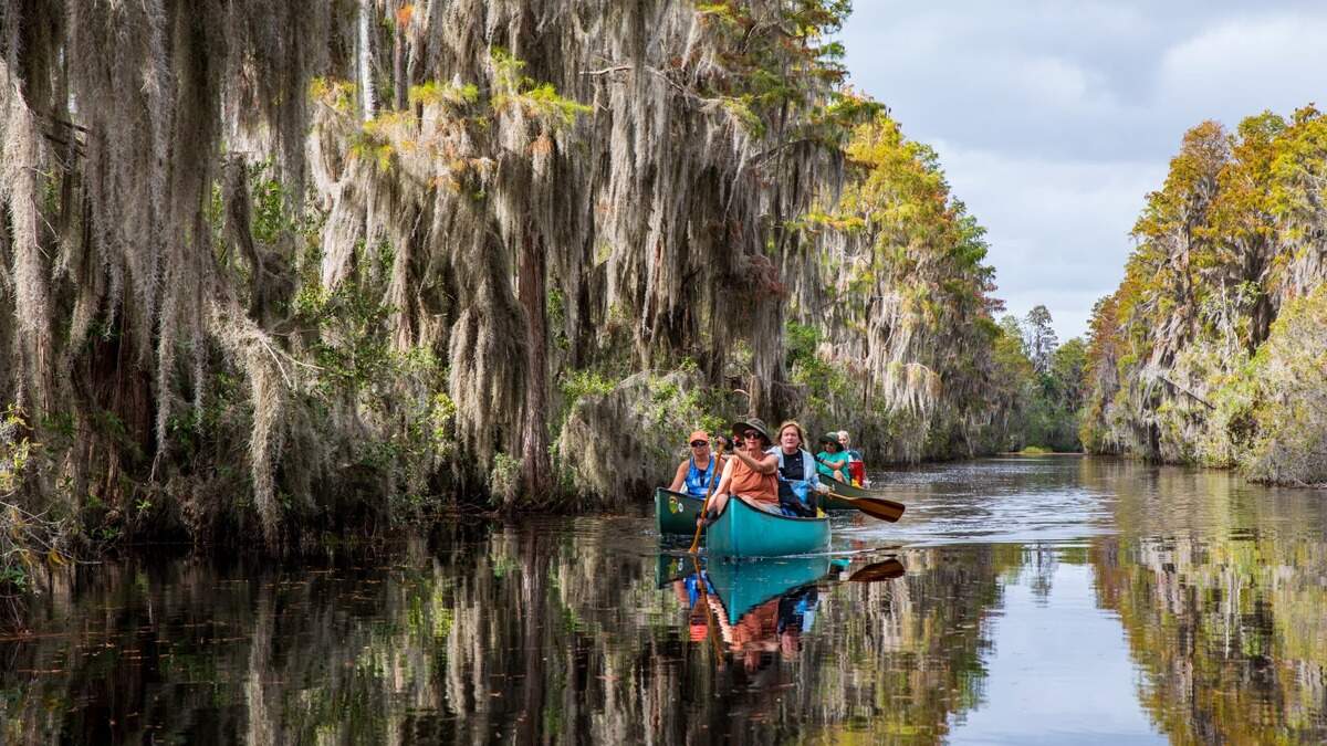 El pantano tiene tres puntos de entrada y dos, a poca distancia en auto de Kingsland: Okefenokee Swamp Park en Waycross y Okefenokee National Wildlife Refuge en Folkston, ambos en Georgia. Es especialmente importante saber esto al planificar su viaje y organizar su conducción/transporte. ¿Por qué no planificar un día para que cada uno descubra sus favoritos?