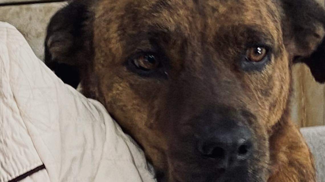 Valentina, una diva perruna ‘influencer’ | Opinión