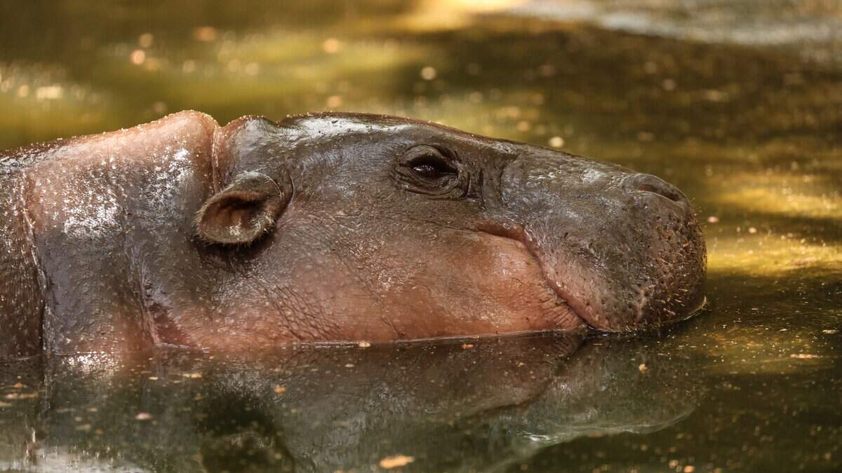 Female pygmy hippo and viral internet sensation Moo Deng is seen inside its enclosure at Khao Kheow Open Zoo in Thailand's Chonburi province on May 3, 2026. (Photo by Sebastien BERGER / AFP via Getty Images)