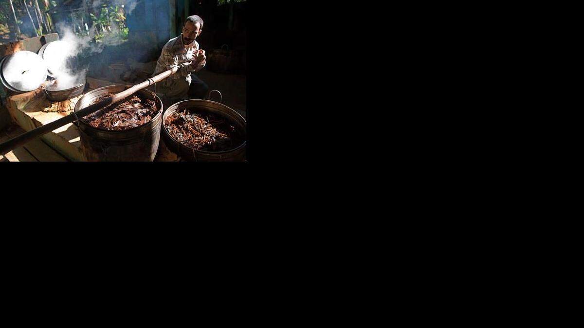  La infusión de Ayahuasca es sagrada para los habitantes de Ceu do Mapia, quienes lo utilizan en rituales que combinan creencias indígenas con el catolicismo romano. AP / Eraldo Peres
