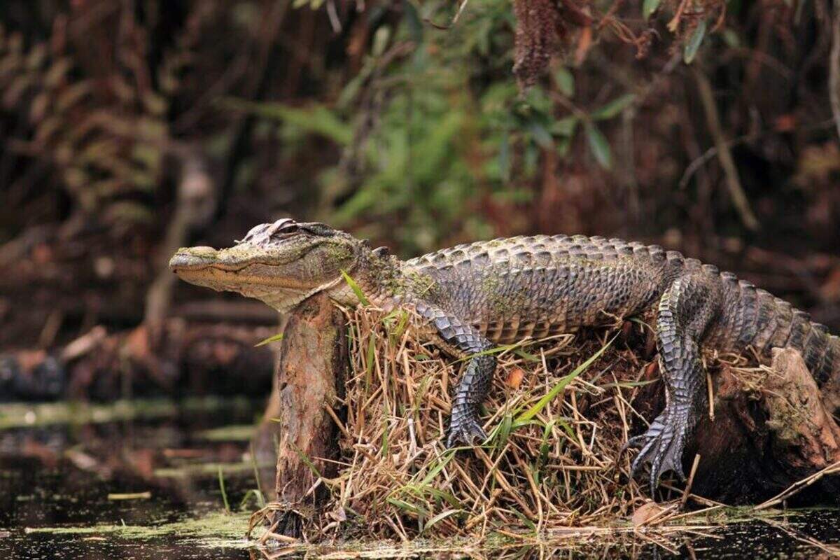 El área tiene pequeños lagos y “madrigueras de caimanes” por todas partes y es bien conocida por su excelente observación de aves y pesca en agua dulce. Otras actividades aquí incluyen caminatas, picnics, piragüismo, kayak y acampar.