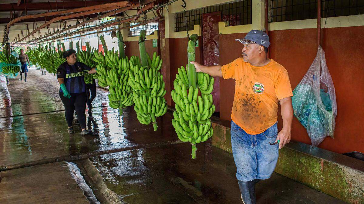Foto de archivo del 9 de febrero de 2022 que muestra a un trabajador en una plantación de bananos en Guayaquil, Ecuador. El país sudamericano registró un crecimiento del 3.07% en sus exportaciones de banano durante el primer cuatrimestre de 2025.
