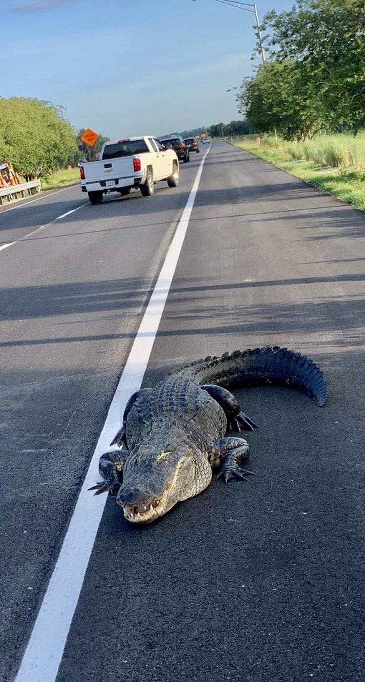 Un caimán de más de 10 pies (tres metros) de largo obligó este miércoles a cortar el tráfico en una carretera estatal en las afueras de la ciudad Oviedo, Florida.