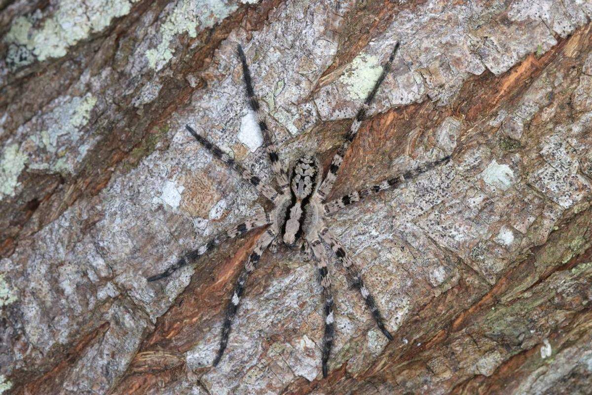 Una hogna arborea, también llamada araña lobo trepadora taiwanesa.