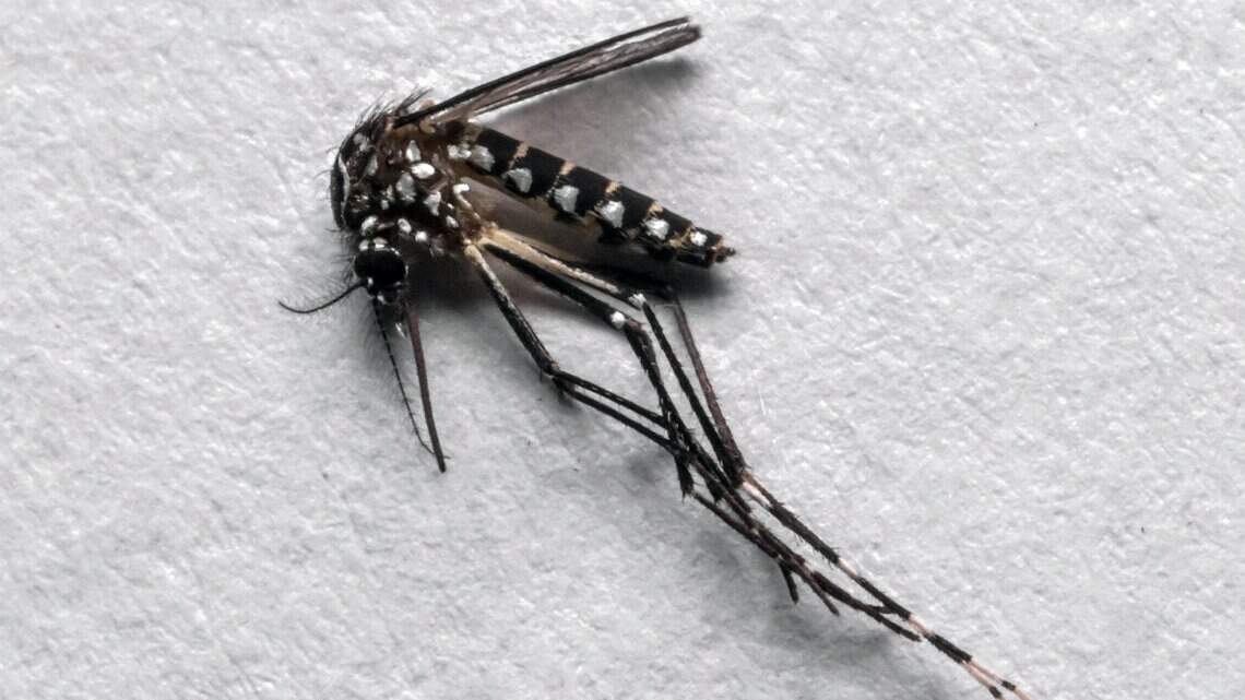 Florida reporta el mayor brote de dengue de EEUU en más de una década con más de 250 casos