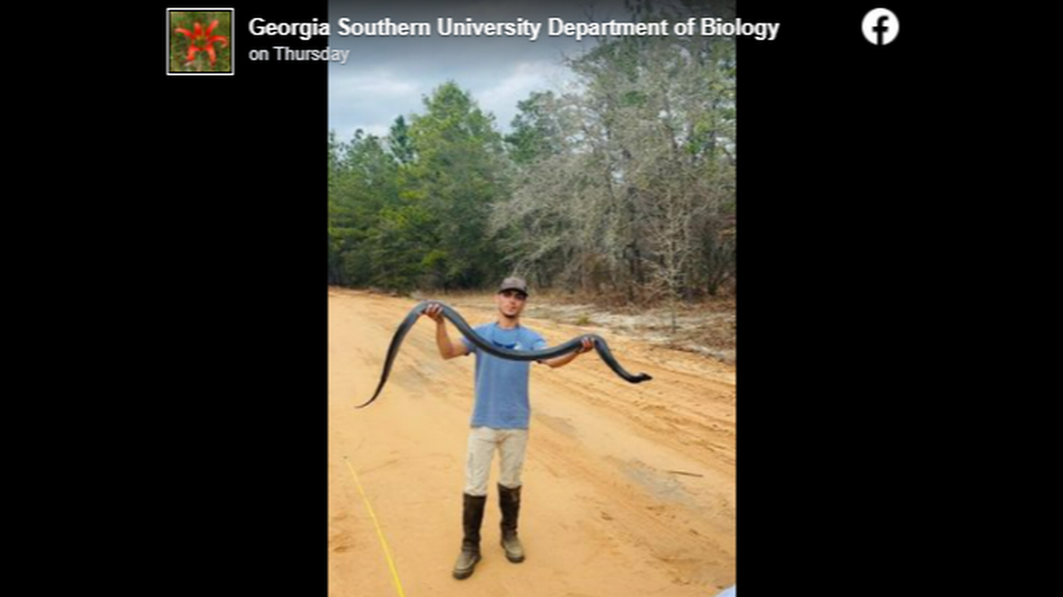 Una serpiente índigo de 7 pies y 7 pulgadas de largo encontrada en Fort Stewart, Georgia, es grande incluso para una serpiente considerada como la especie de serpiente nativa más larga de los EEUU.