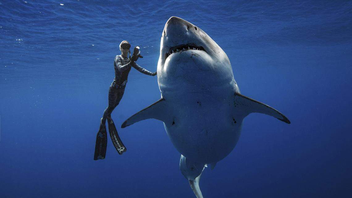 Ocean Ramsey, a shark researcher and advocate, swims with a great white shark off the shore of Oahu. Ramsey told The Associated Press earlier this month that images of her swimming next to a huge great white shark prove that these top predators should be protected, not feared.