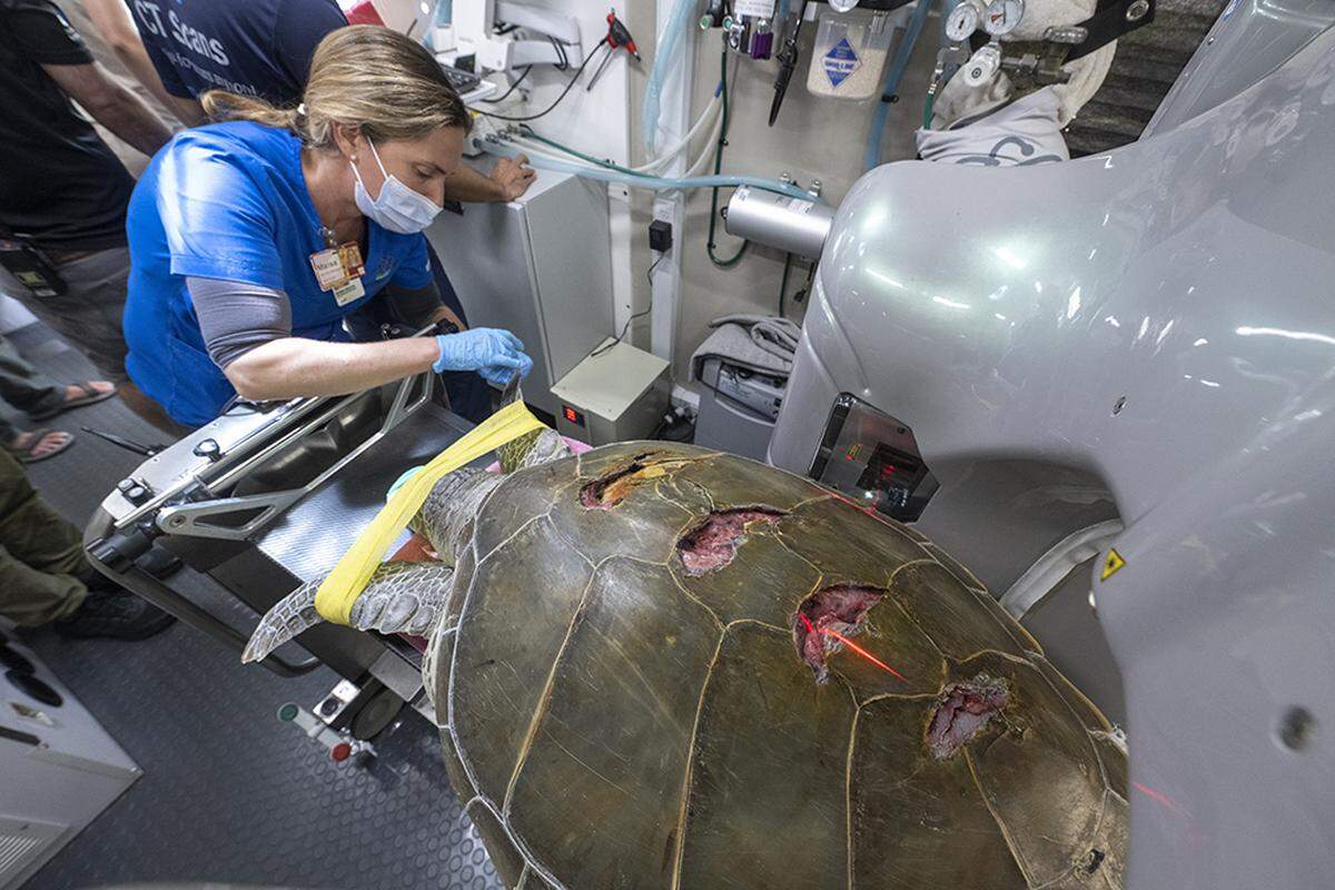 El quelonio fue rescatado por funcionarios de la FWC el 28 de mayo de 2022, después de ser encontrado flotando en un canal en Coral Gables.
