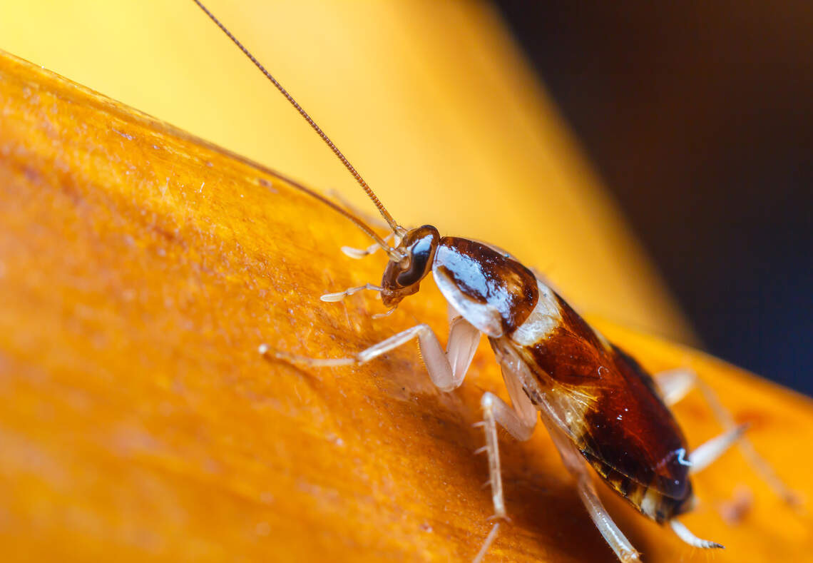 Cold weather can drive roaches into homes, NC expert says | Raleigh ...