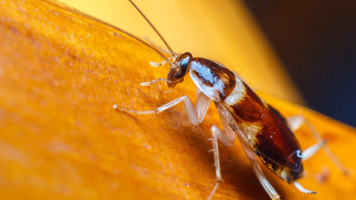 Cockroaches, old food, moldy fruit, flies & more at Wichita KS restaurants