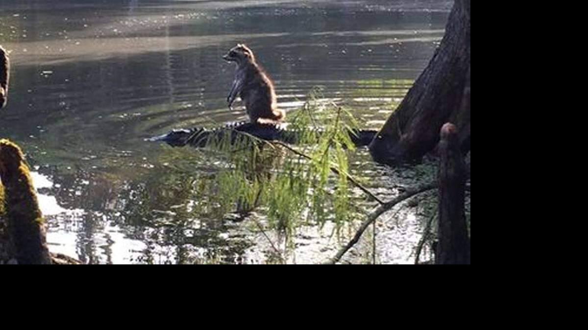 Richard Jones, vecino de Palatka, le dijo al canal WFTV en Orlando que tomó la foto en el Parque Nacional Ocala. 
