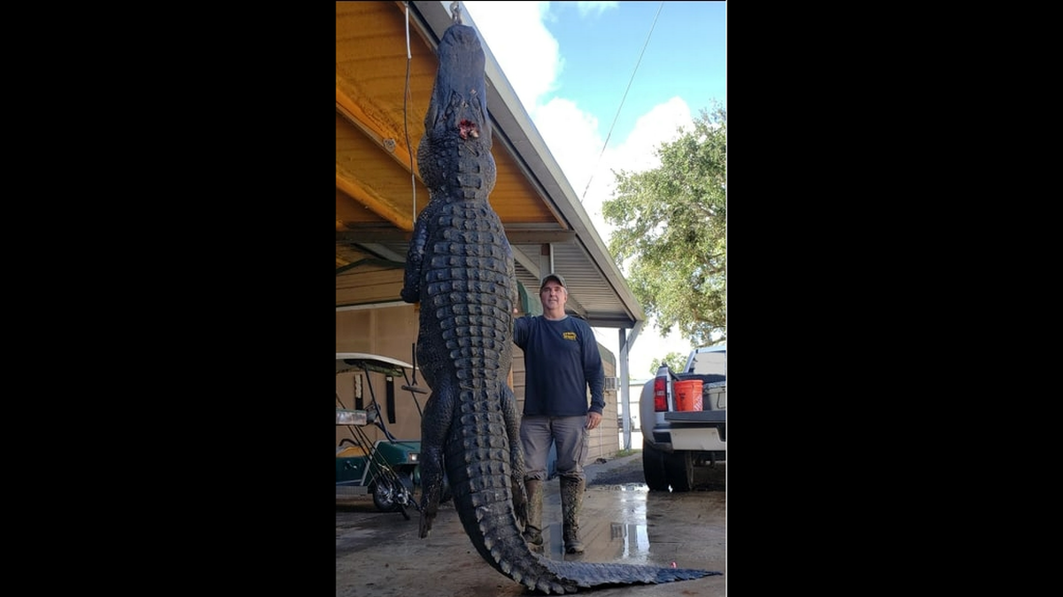 El reptil estaba a unas 321 yardas de distancia cuando Borries le hizo un solo disparo, alcanzándolo encima de los ojos, dijo en Facebook.