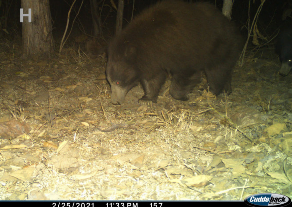 Un oso perezoso leucístico (centro) con un cachorro de color normal (borde derecho) fotografiado en 2021. Foto de Chaudhuri, Duta y Ramesh (2024)