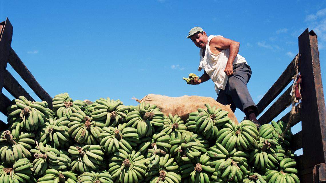 Cuba rescata terreno abandonado para sembrar plátanos y apostar por la ‘soberanía alimentaria’