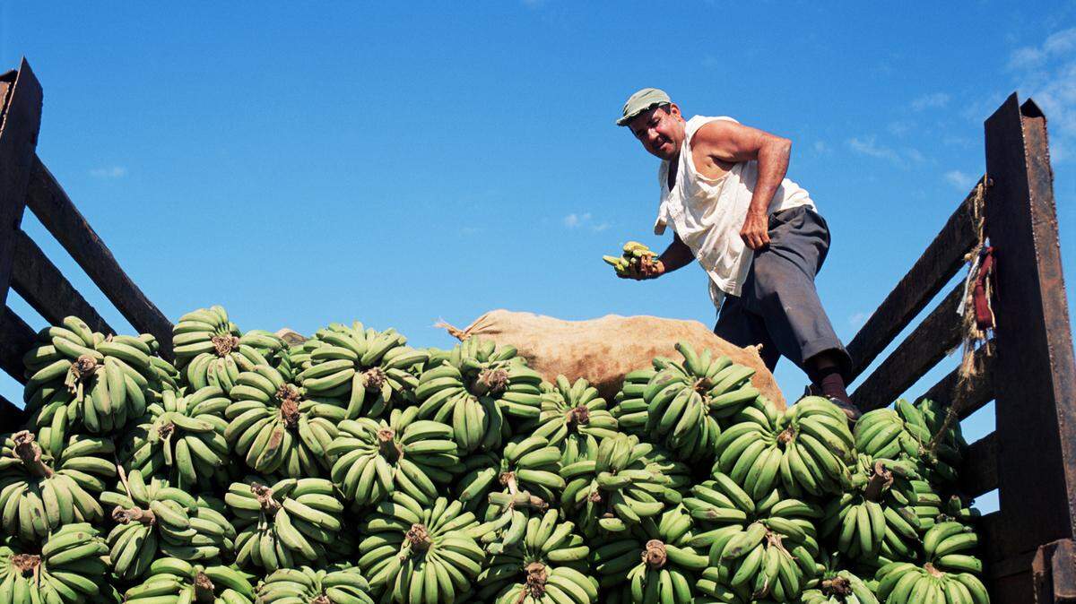 Un hombre aparece sobre un camión cargado de plátano en Cuba. Getty Images, Royalty-free