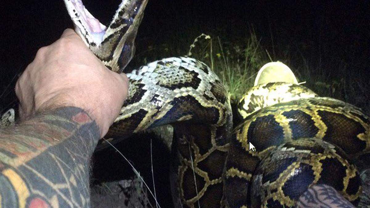 Brian Hargrove logró capturar una pitón de 11 pies de largo y se convirtió en la serpiente número 1,000 en ser erradicada mediante un programa del Distrito de Administración del Agua del Sur de la Florida (SFWMD).