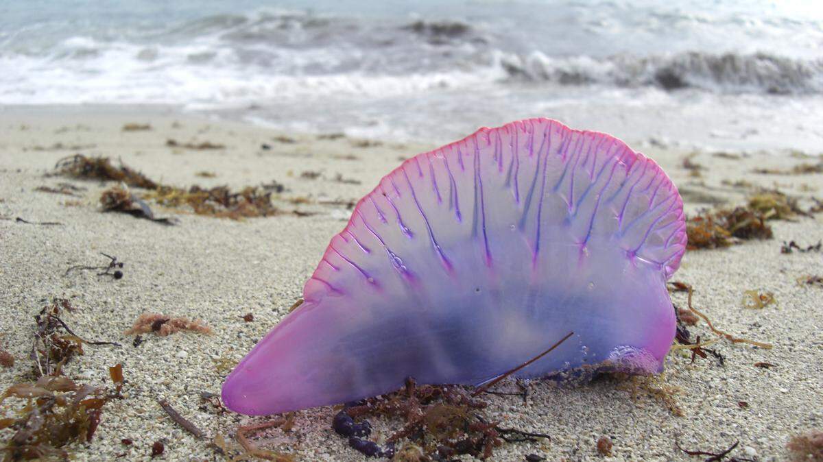 La carabela, conocida como ‘Portuguese man o’ war’, en una playa de Miami Beach, Florida, en el 2008.