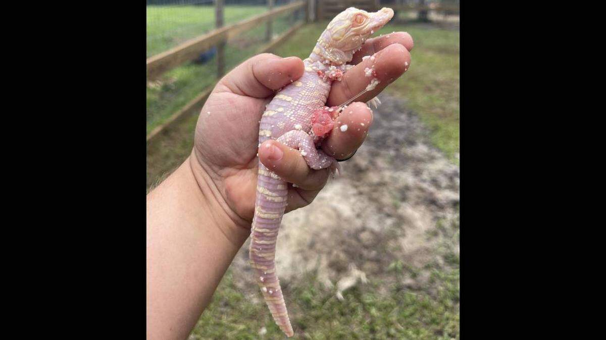 El caimán albino salió del cascarón tras unos dos meses de incubación a cargo del Croc Squad del the parque Wild Florida.