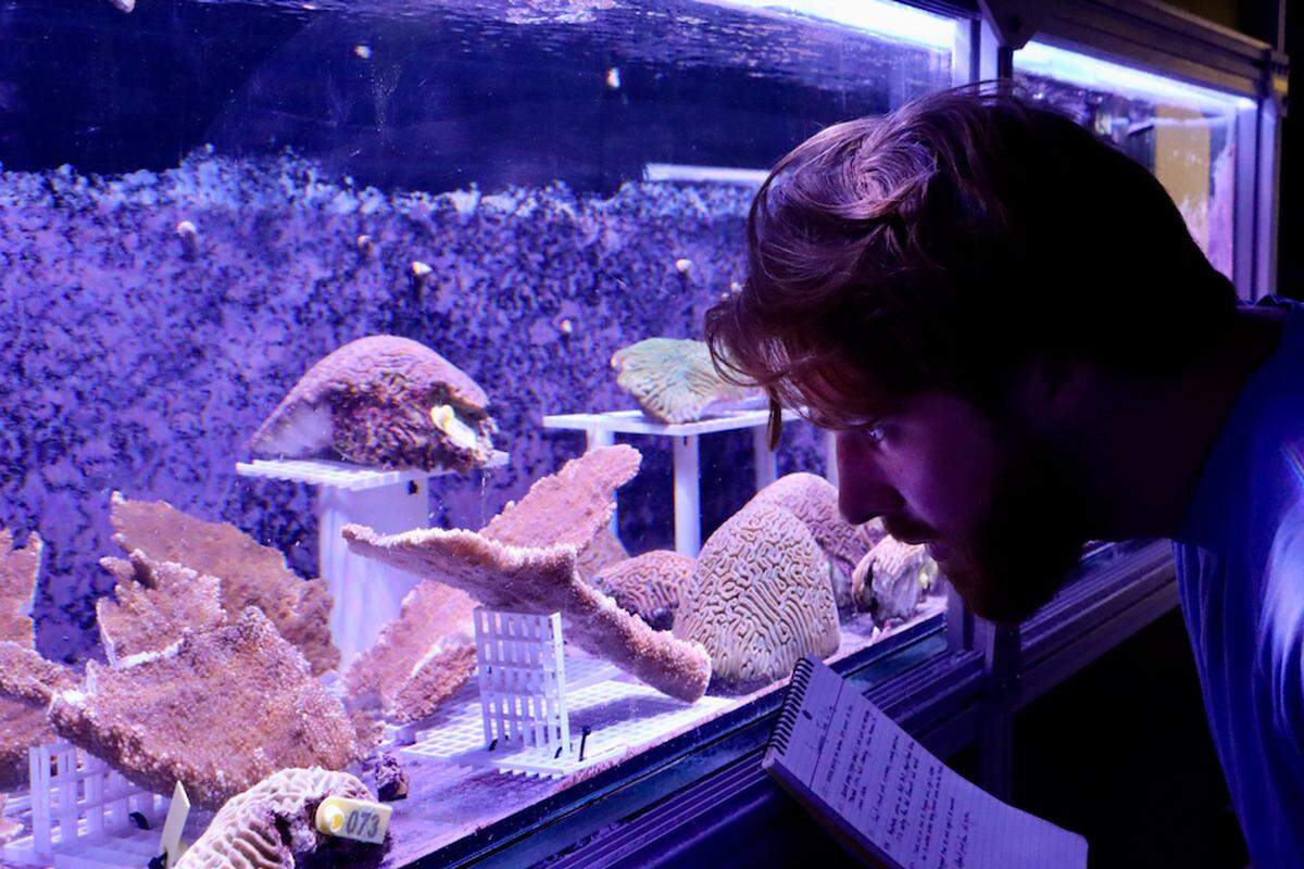 Cameron McMath, investigador asociado y gerente de instalaciones para actividades terrestres con corales en el Laboratorio de Futuros de Arrecifes de Coral, observa colonias de corales cuerno de alce y corales cerebro en la Bahía de Tela, Honduras