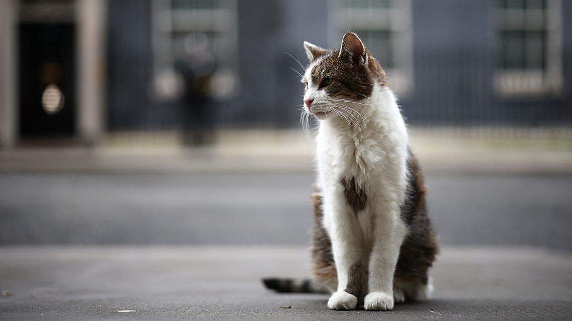 El famoso gato Larry celebra 15 años en la residencia del primer ministro británico