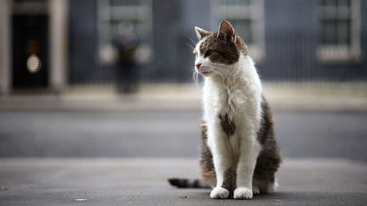 “Larry”, el gato de Downing Street, posa afuera del número 10 de Downing Street, la residencia oficial del primer ministro británico, actualmente líder del Partido Laborista Keir Starmer, en el centro de Londres el lunes 9 de febrero de 2026.