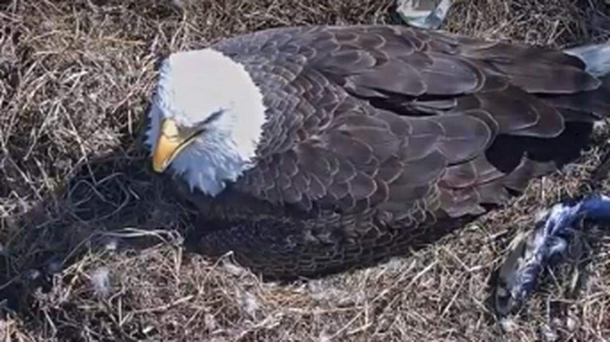 Desde 2012 el nido de Harriet y su pareja, M15, es monitoreado constantemente por cámaras camufladas. 