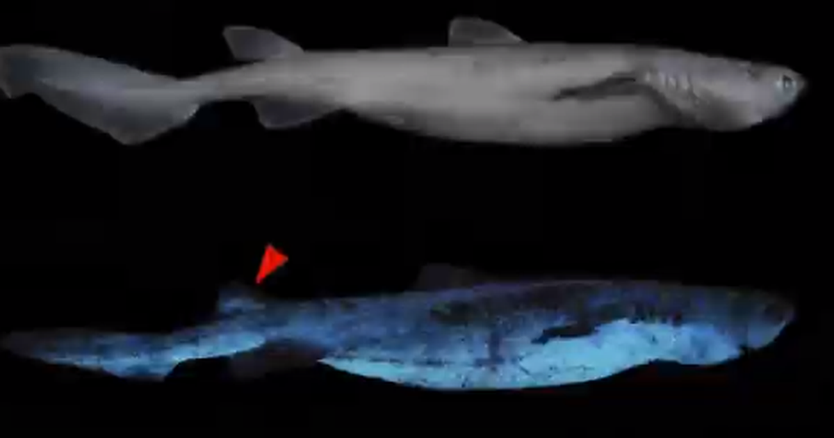 Un tiburón de 1,80 metros de largo, que brilla en la oscuridad y habita las profundidades de las aguas de Nueva Zelanda es el “vertebrado luminoso más grande del mundo que se conoce hasta la fecha”, según un estudio científico publicado este miércoles.