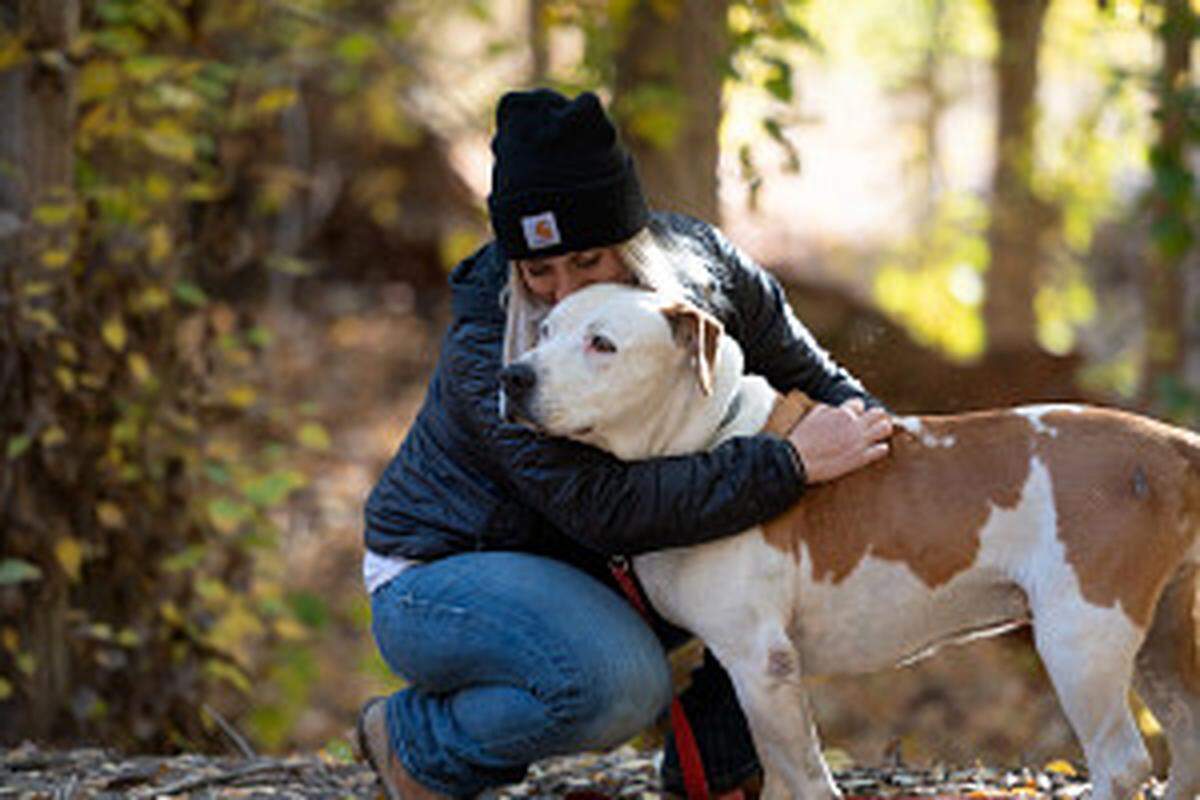 Consejos para mantener a las mascotas seguras en Thanksgiving.