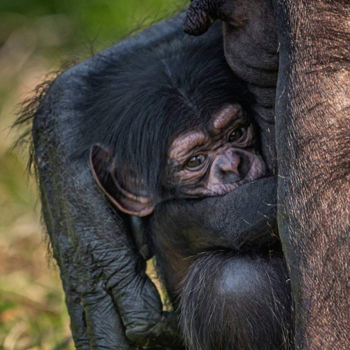 El bebé chimpanzé nació en zoológico de Inglaterra a la vista de asombrados visitantes.