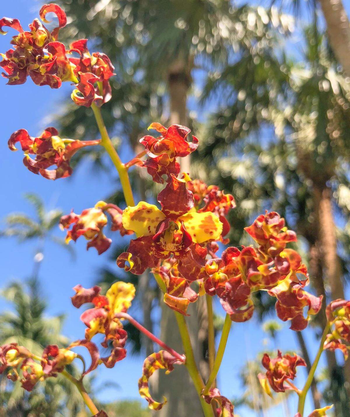 En esta calle llena de restaurantes, galerías y tiendas puedes encontrar la orquídea fantasma, una flor en peligro de extinción tan escasa y caprichosa que solo existen 2,000 en Florida.