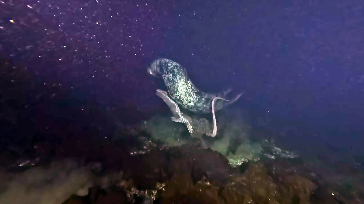 Una buza capta en video emocionante batalla mortal entre una foca y un pulpo en costa de Vancouver Island, Canadá.