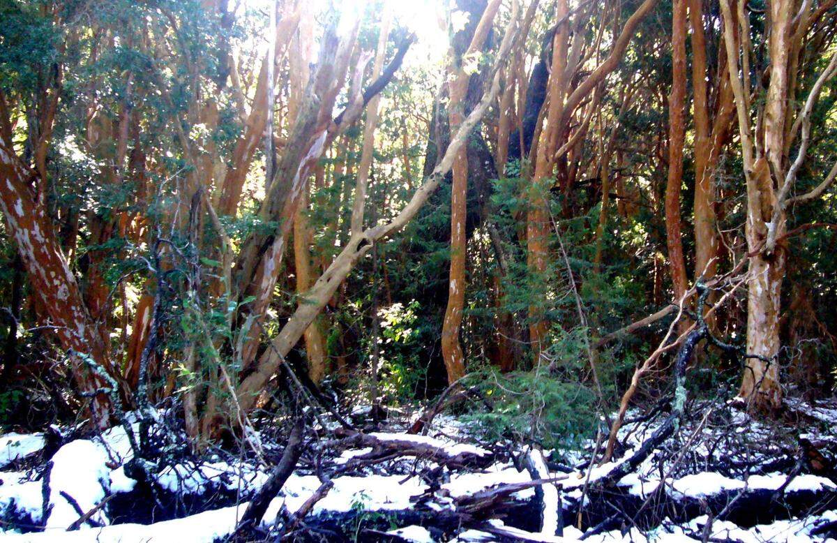 El Bosque de Arrayanes es el único bosque de este tipo de árboles que queda en el mundo. Los Arrayanes se caracterizan por su corteza sedosa y su color canela.