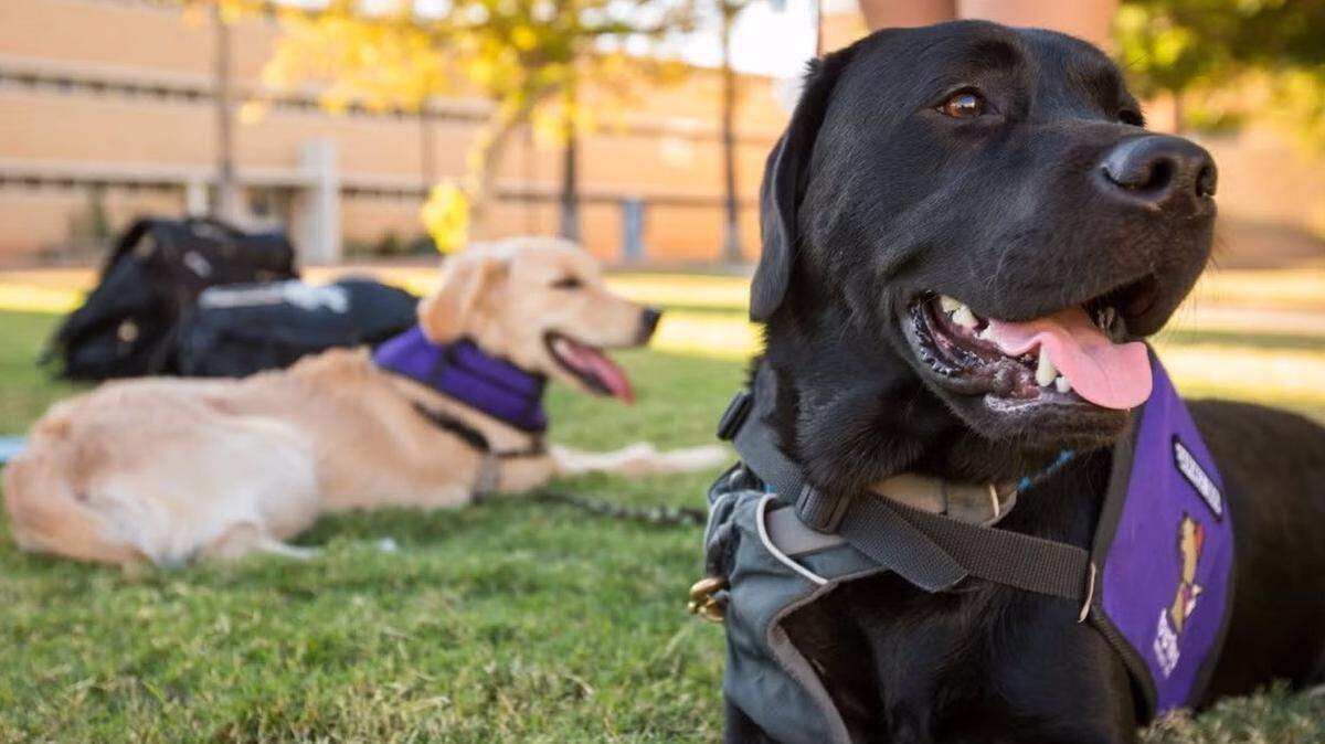 La percepción humana de las emociones de los perros está influenciada por factores externos - ASU