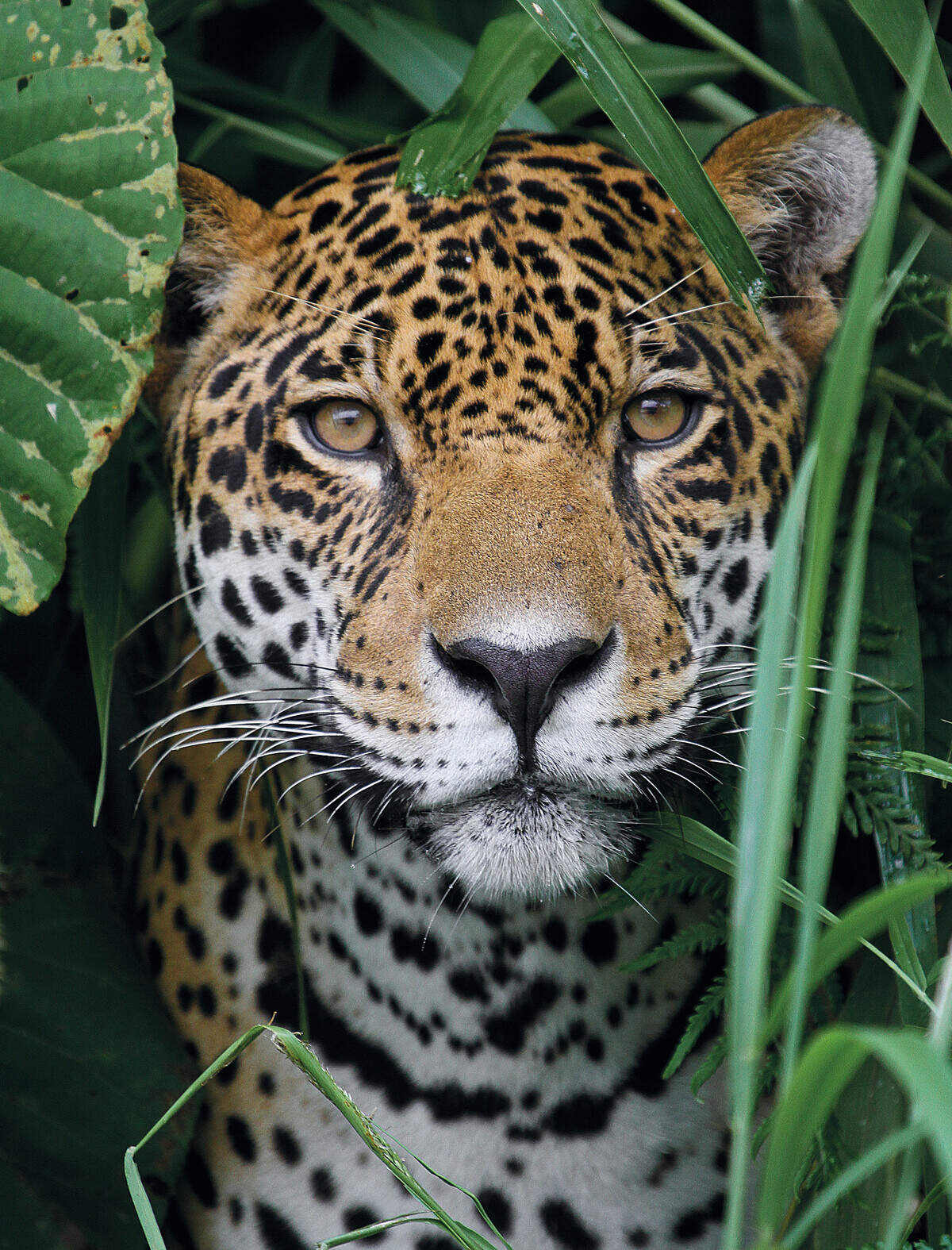 En Tambopata (Amazonas, Perú) los viajeros se convierten en científicos aficionados colaborando con biólogos.en proyectos de conservación.