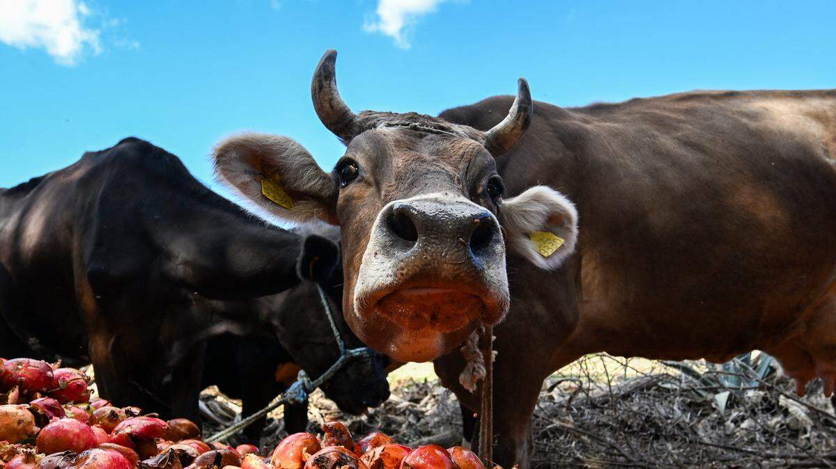 TOPSHOT - Cows eat pomegranates at a farm in the town of Tebourba, about 30 kilometers west of Tunis, on October 23, 2025. (Photo by FETHI BELAID / AFP) (Photo by FETHI BELAID/AFP via Getty Images)