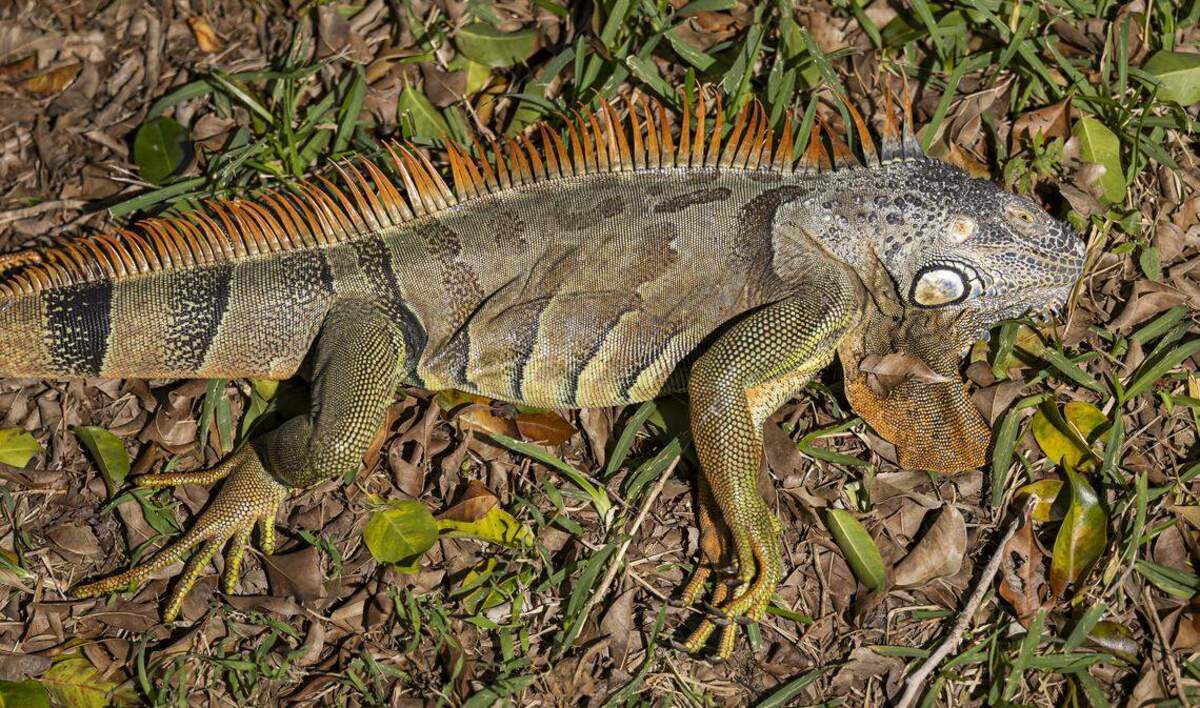 En la foto aparece una iguana aturdida en el patio de un casa en momentos en que una ola ártica fría arribó al sur de la Florida el domingo 1ro. de febrero de 2026, en Pembroke Pines, Florida.