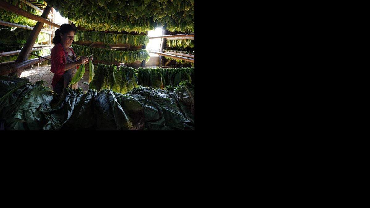 Una mujer ensarta hojas de tabaco para ponerlas a secar en la occidental provincia de Pinar del Río (Cuba), a unos 150 kilómetros al oeste de La Habana. 