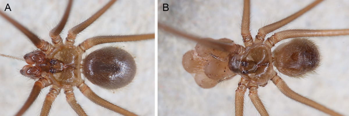 La nueva especie “desova huevos más grandes con relación al tamaño de su cuerpo que todas las especies estudiadas”, dijeron los expertos.