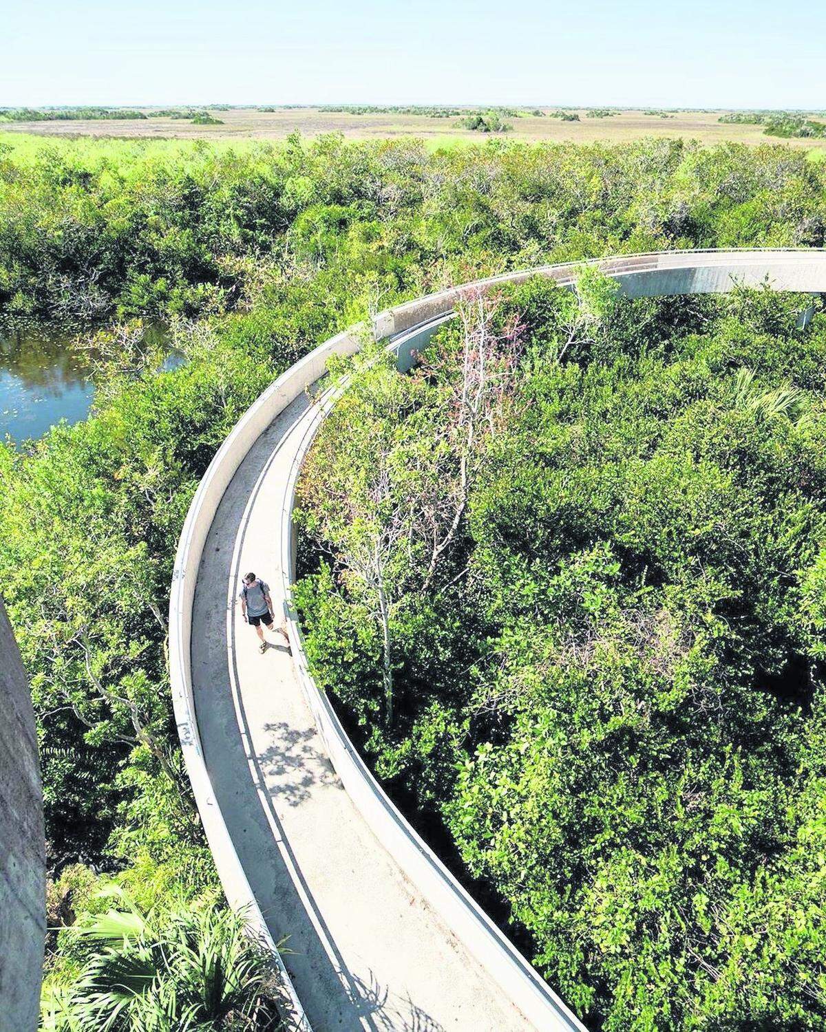 Si vas al centro de visitantes de Shark Valley, tienes un circuito pavimentado de 15 millas que te introduce en las mismas marismas subtropicales de los Everglades.