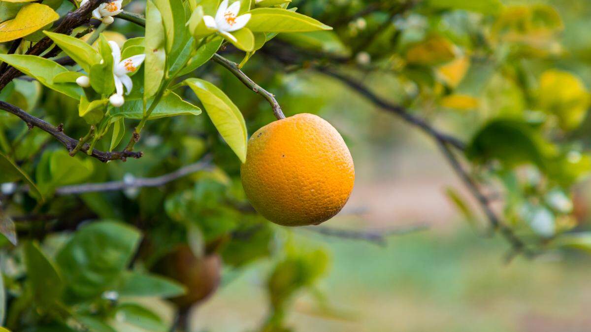 La producción de jugo de naranja de la Florida ha caído alarmantemente debido a enfermedades y desastres naturales.
