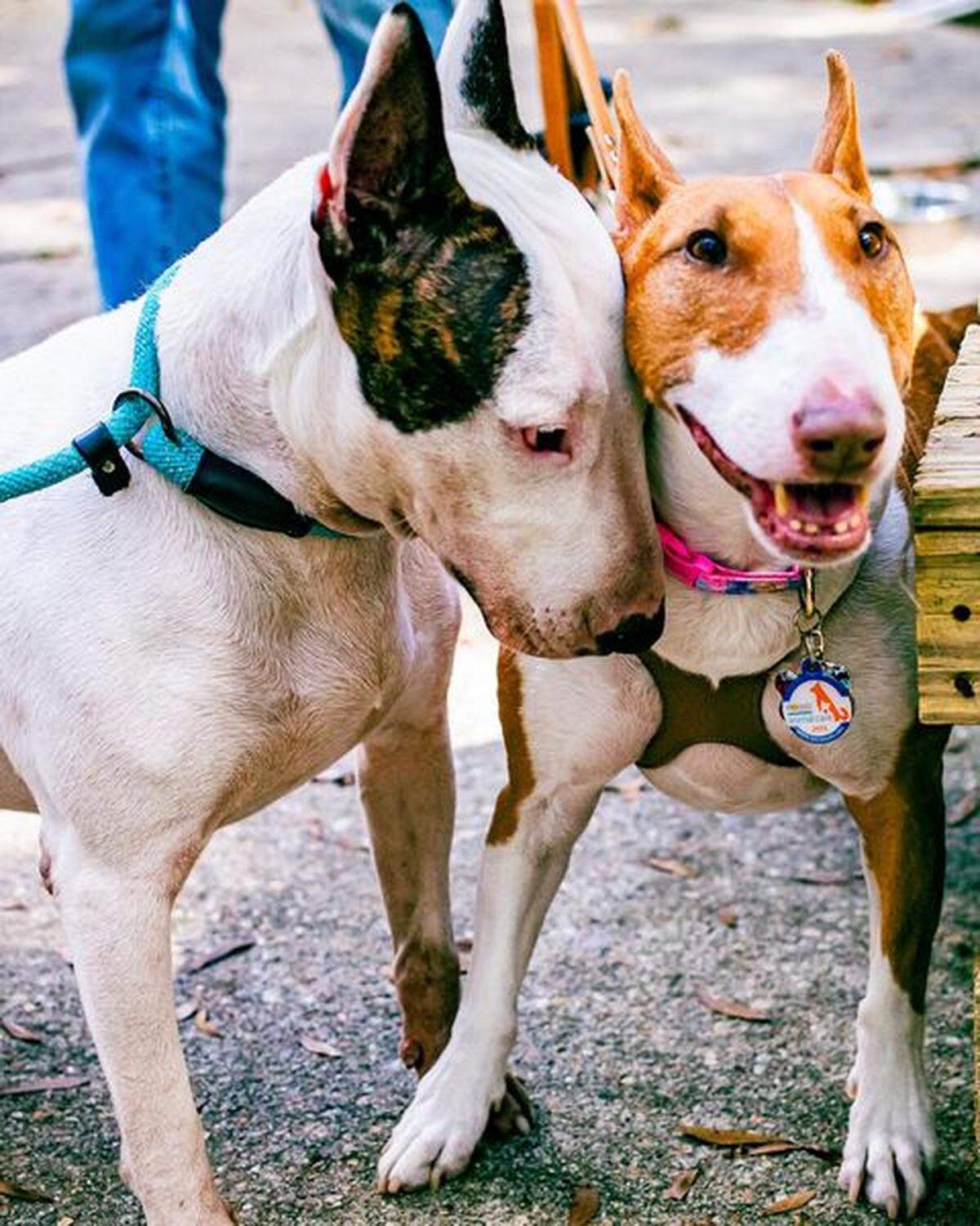 Tropper conociendo a su “hermana” Dallas en su nuevo hogar.