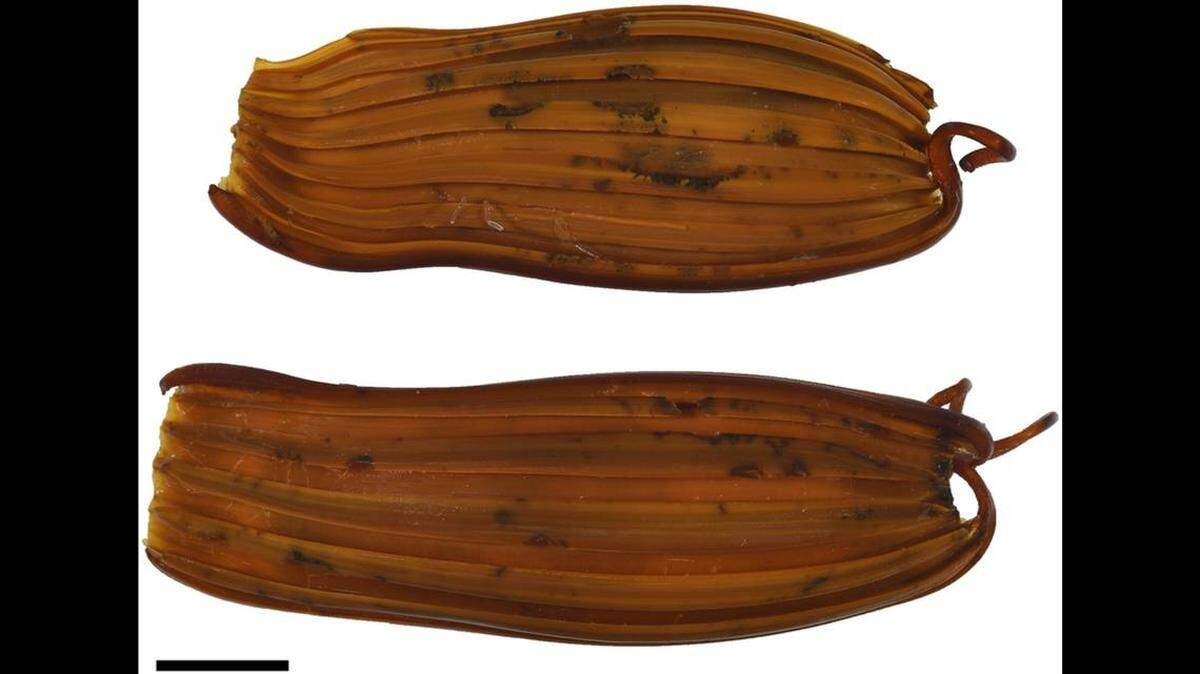 Cajas de huevos de Apristurus ovicorrugatus. Will White et al/Journal of Fish Biology.