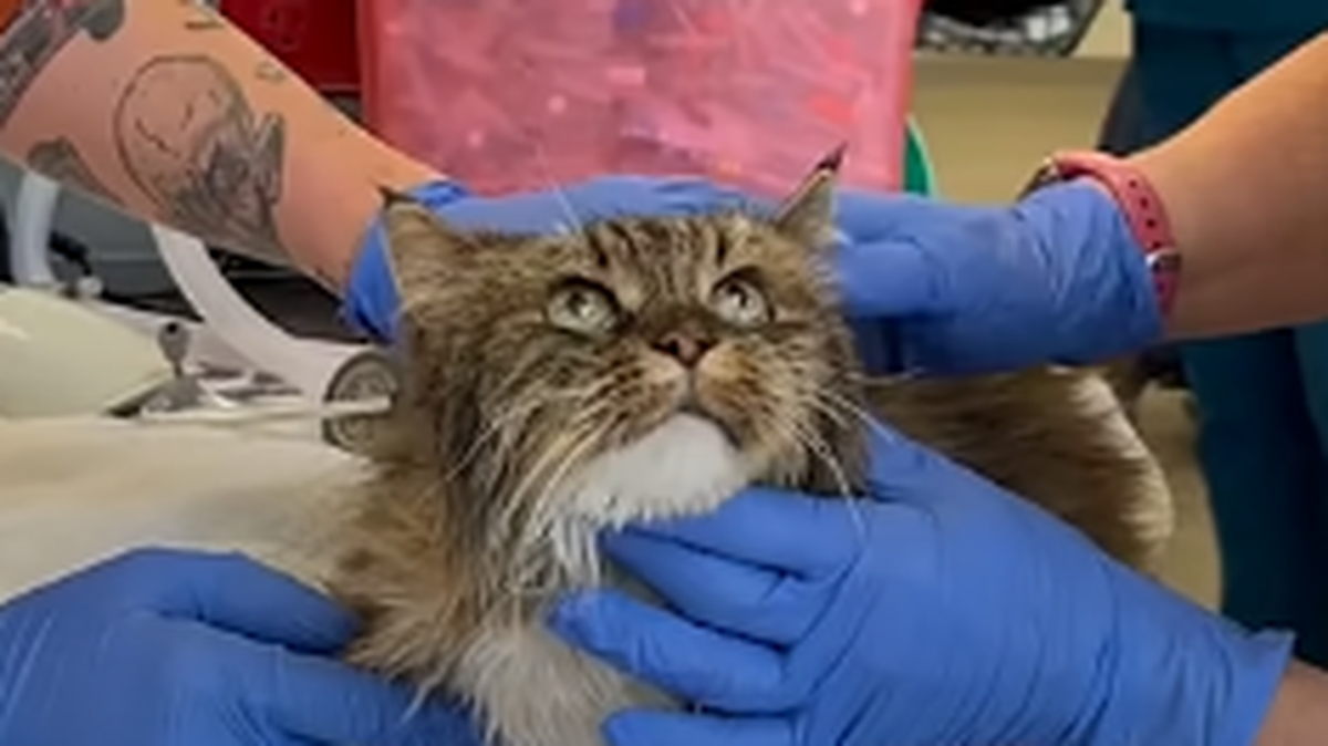La gata, que se calcula tenga unos 12 años, estaba junto a los cuerpos de dos personas que fallecieron al caer de un popular punto del turístico Parque Nacional del Cañón Bryce al comienzo de la semana.