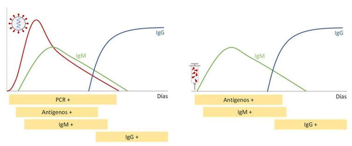 Figura 2. Positividad de los distintos test de COVID-19 ante una infección con SARS-CoV-2 (izquierda) o tras la administración de una vacuna ARNm (derecha). La carga viral de SARS-CoV-2 se representa en rojo y la producción de IgM e IgG por el organismo se representan en verde y azul respectivamente.