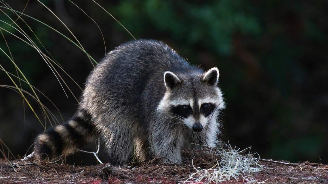 Kansas police reported raccoons behaving strangely. Might not be rabies, expert says