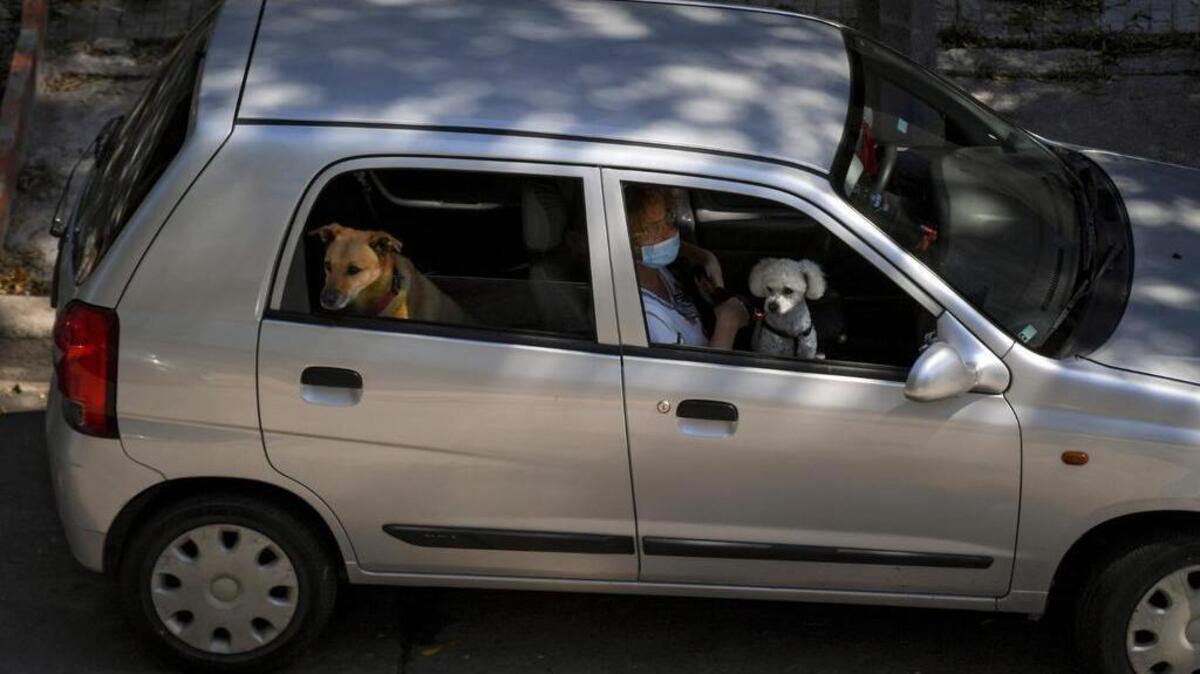 Can you get a ticket for driving with a dog in your lap? What the CHP says
